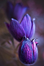  紫色的郁金香