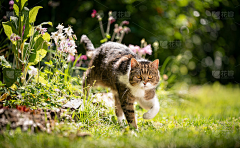 游走的猫🐈采集到动物素材