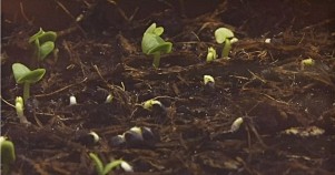 植物发芽快速生长 从地下迅速冒出绿芽镜头...