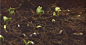 植物发芽快速生长 从地下迅速冒出绿芽镜头特写