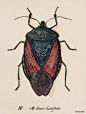 URBAN BUGS穿衣服的昆虫-城市的错误 [11P].jpg