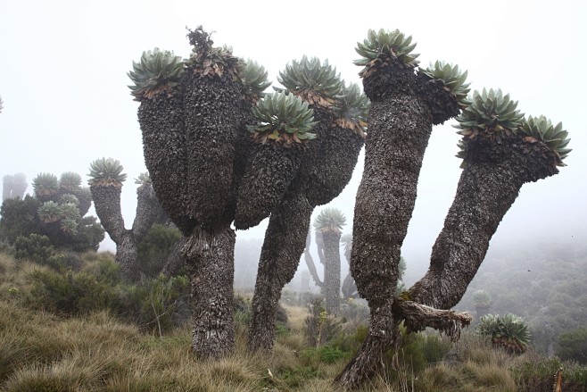 乞峰千里木dendroseneciokilimanjari