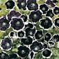 Nemophila menziesii 'Penny Black'