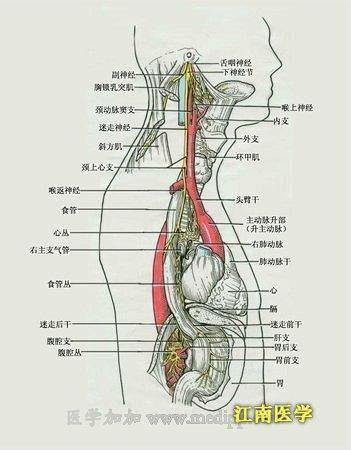 迷走神经支配呼吸、消化两个系统的绝大部分...