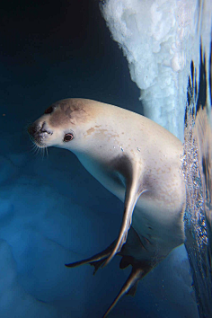 鱼类水下生物