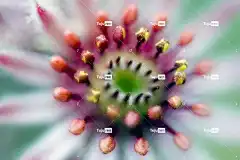 屋顶 多汁的 花 Semprevivo 植物 高清壁纸 开花