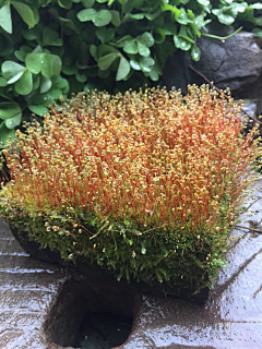 幽蓝谷雨采集到花草