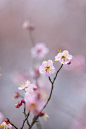 盛开的粉色梅花