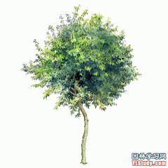 最全100-1张精美园林植物水彩效果图（拉丁名+种名） - 手绘效果图 - 园林学习网 - 10年专注！最大最精最专一的园林景观行业交流平台 - 手机版
