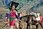 A traditionally dressed Yi woman, wearing a mortar board style hat and hanging beaded earrings, leading her packhorse home from...