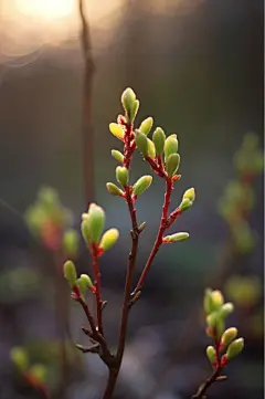AI数字艺术高清嫩芽立春摄影图片-众图网