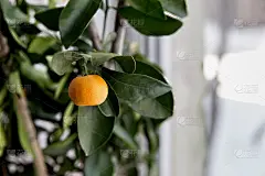 窗台上的室内盆栽桂竹，特写镜头