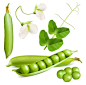 新鲜豌豆设计矢量素材，素材格式：EPS，素材关键词：豌豆花,蔬菜,豌豆,豆荚