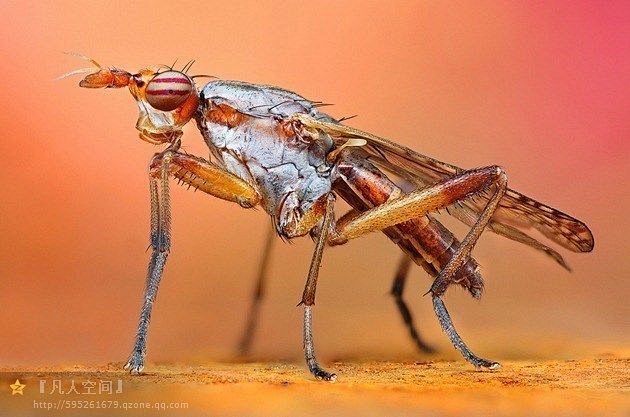 高清微距昆虫摄影