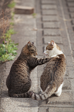 BCatS采集到萌物