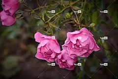 玫瑰 美丽的花朵 花朵 玫瑰绽放 花壁纸 花瓣 玫瑰花瓣 盛开