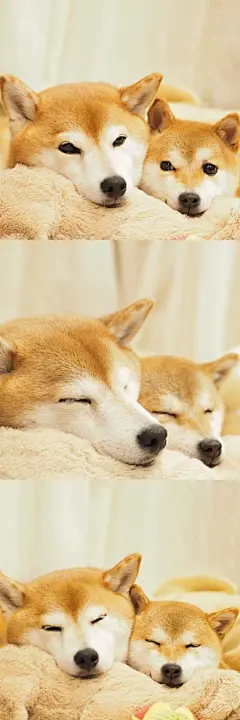 今日份柴柴| 超级可爱的一对，看起来就乖巧可爱，行走的表情包&lt;br/&gt;ins: nanakomama0803 ​​​​