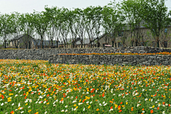 田果真采集到花海