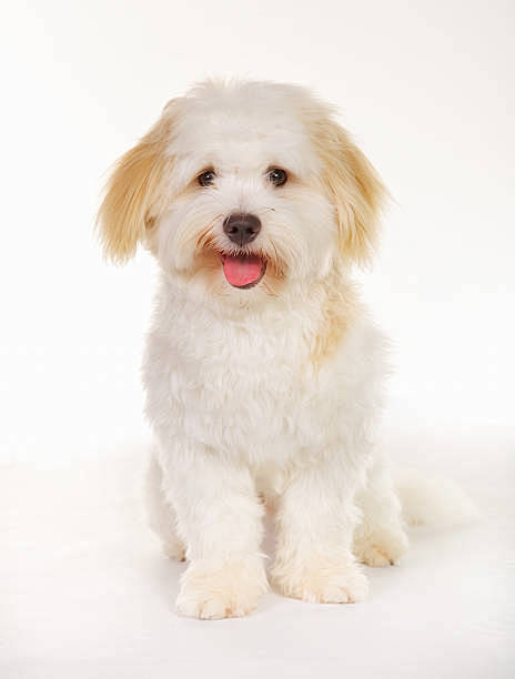 Coton de トゥリアル犬 ストック...