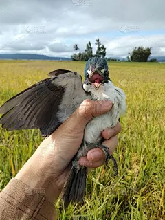 北苏拉威西的翠鸟