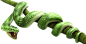 绿蛇PNG图片