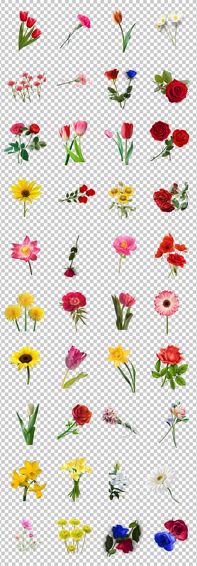 01249鲜花花朵一支花一束花朵各种种类鲜花素材透明PNG免抠