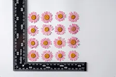 晶菊 干花压花diy贺卡书签滴胶饰品配件香薰蜡烛配材押花干叶真花