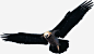 黑色老鹰企业展板高清素材 企业 展板 老鹰 黑色 免抠png 设计图片 免费下载