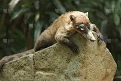 白鼻长鼻浣熊(Nasua narica)，也被称为coatimundi是长鼻浣熊的一种，是Procy