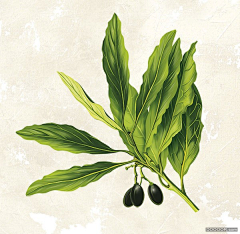 MissTime采集到植物插画
