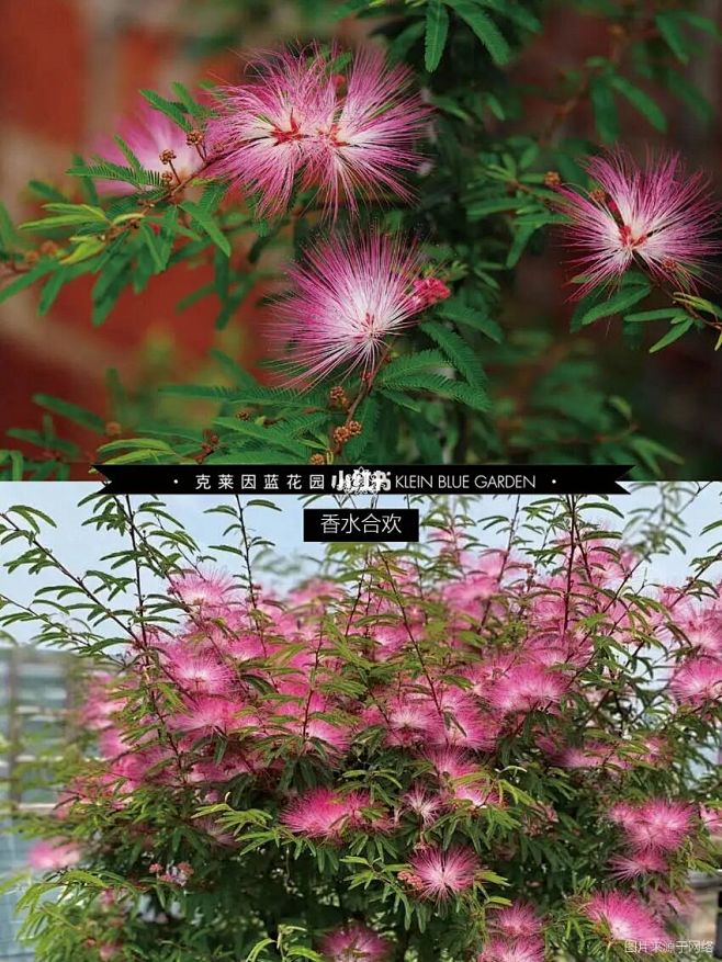 香水合欢 豆科 朱缨花属 形态特征：常绿灌木或小乔木，小花无花瓣，雌雄蕊细长聚集如粉扑状，花期：5～11月，多次复花，果期：9～11月。 生态 ...