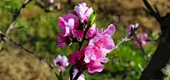 桃园里春暖花开，姹紫嫣红，壁纸，背景。