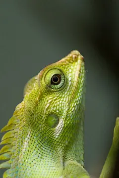 免費 動物壁紙, 動物攝影, 垂直拍攝 的 免費圖庫相片 圖庫相片