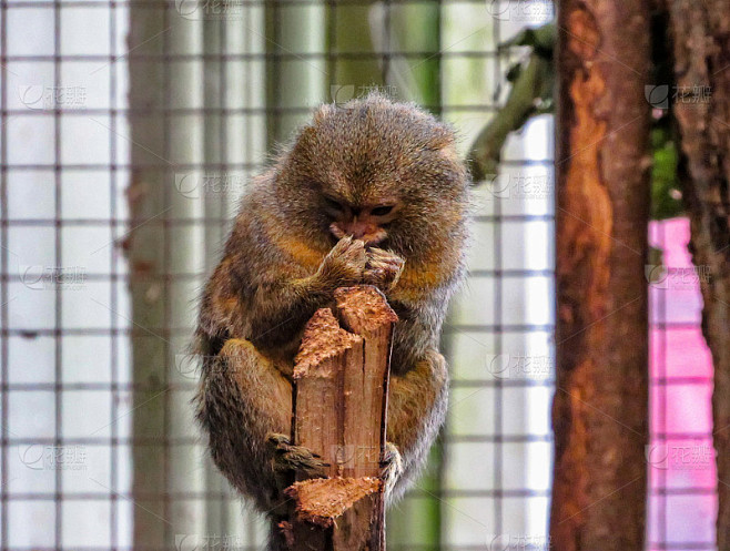 侏儒狨猴(Cebuella pygmaea)，世界上最小的猴子，正在检查其指甲