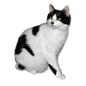 Black and white cat FREE png stock by JaneEden