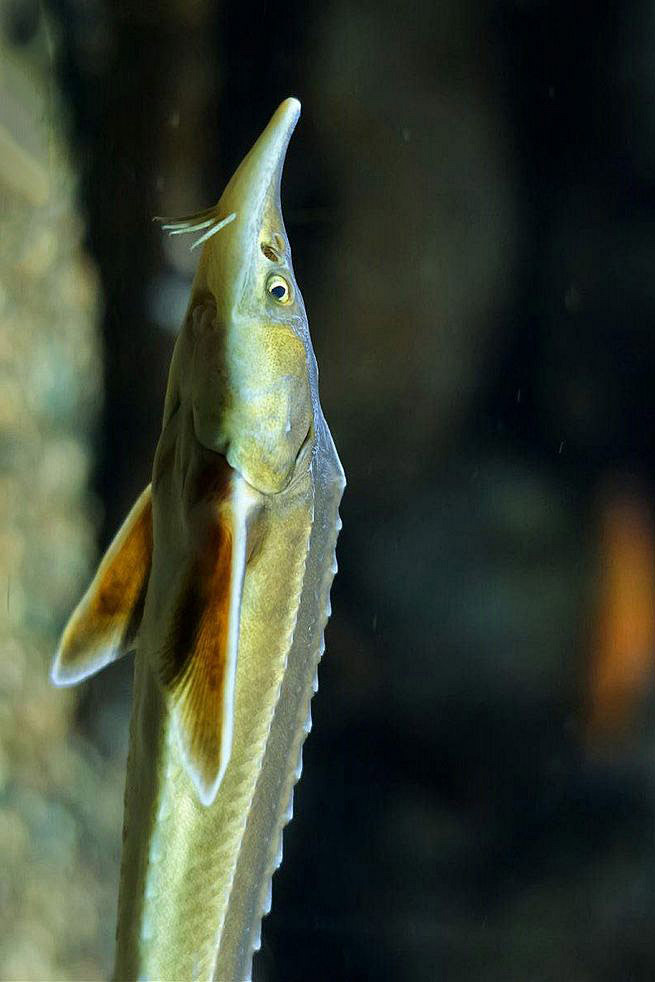 鲟形目鲟科小体鲟