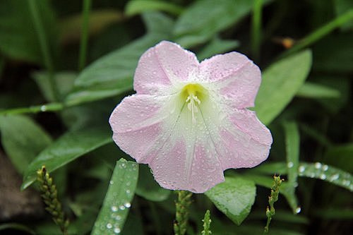 花朵图片：小小喇叭花 (2)