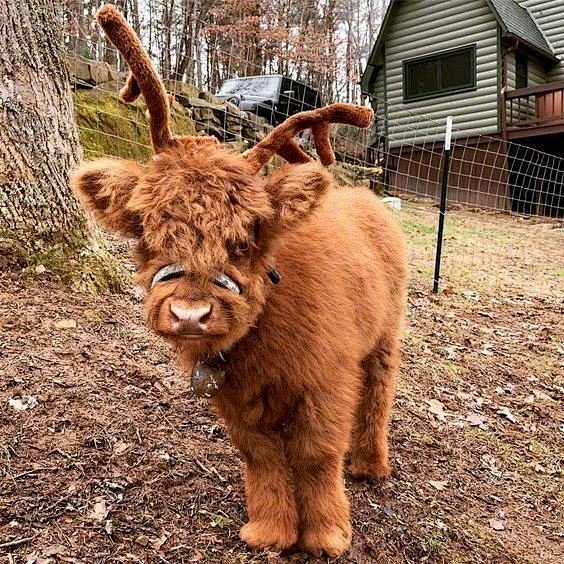 苏格兰高地牛宝宝总是顶着一头不羁的发型67676767