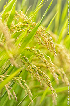 dsf彩采集到大米相关的 水稻等