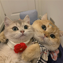 不再改改了吗采集到❤喵星人