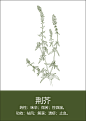 中药材插画