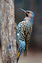 A gentleman of fashion. (Male Northern Flicker Woodpecker by Jason Paluck)