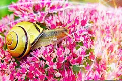 Wstężyk猎人 蜗牛 花朵 谷物 酒吧 花园 花卉 花壁纸