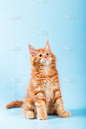 红色,缅因库恩猫,蓝色背景,注视镜头,垂直画幅,太空,纯种犬,主题,小的,可爱的