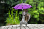 有一个下雨天，摄影师Max Ellis看到一只淋着雨的小松鼠，便给它一把mini伞，没想到它很熟练地接了过去，撑着躲雨。虽然整个过程，只持续了6分钟，松鼠最终放弃了雨伞，但摄影师把一切都记录下来了~~~ ​​​​