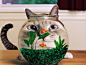 Hypnosis_cat_with_goldfish 猫和金鱼2