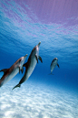 Atlantic spotted dolphins Stenella frontalis , Bahamas
