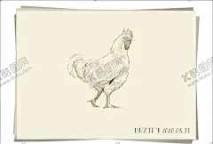 公鸡素描画 【酷图网】公鸡,鸡,家禽,素描画,手绘稿,钢笔画,写生