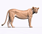 Lioness