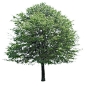 Free cutouts - Plants | Immediate Entourage